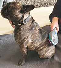 Lasertherapie für Hunde Lasertherapie für Hunde